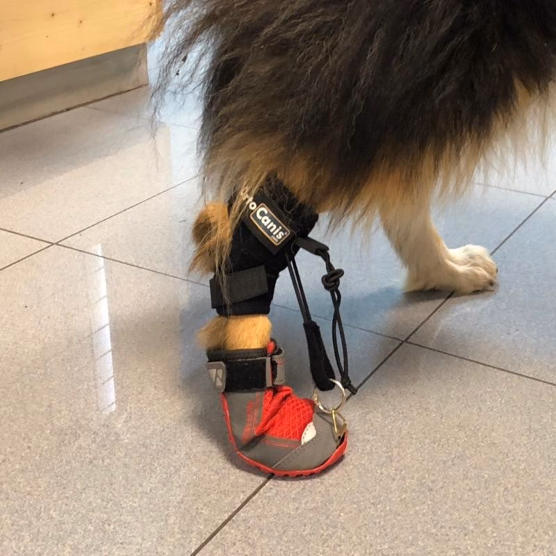 Jak dobrać rozmiar buta dla psa?