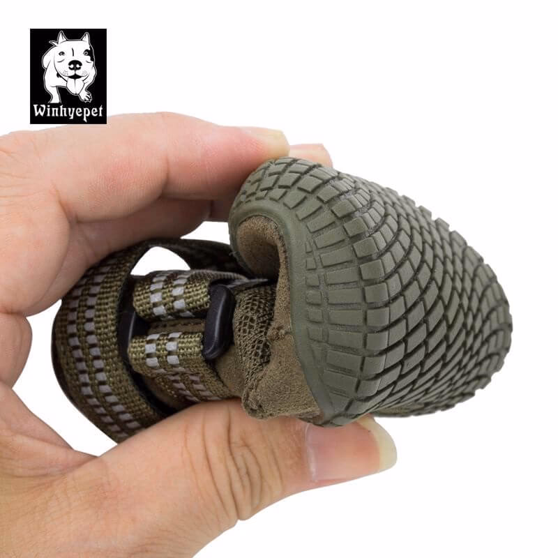 Czy pies musi nosić buty?