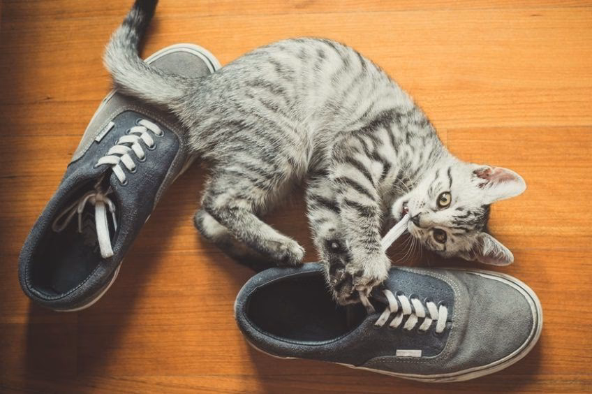 Dlaczego kot nagle zaczął sikać na łóżko?