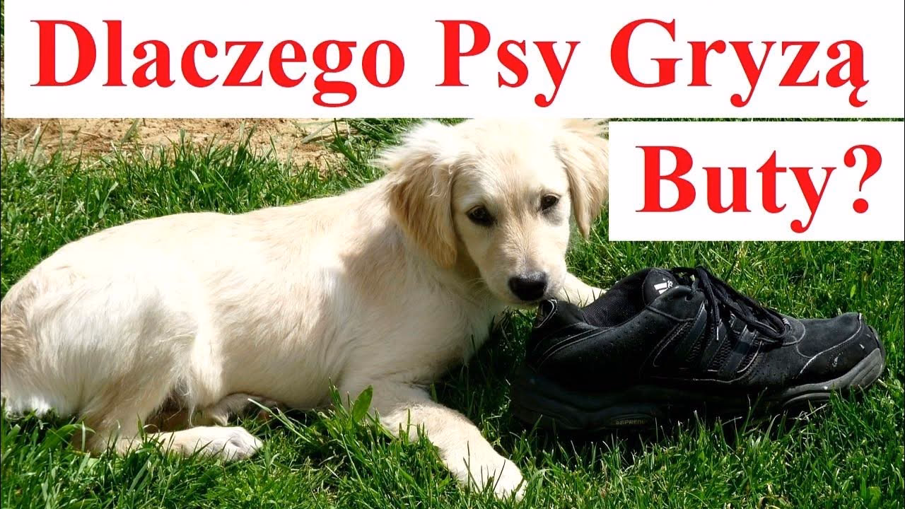 Dlaczego szczeniak gryzie buty?