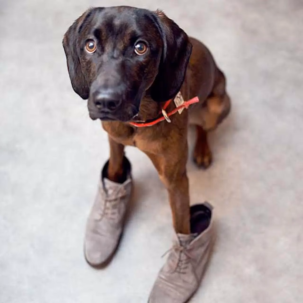 Jak zrobić skarpety dla psa?